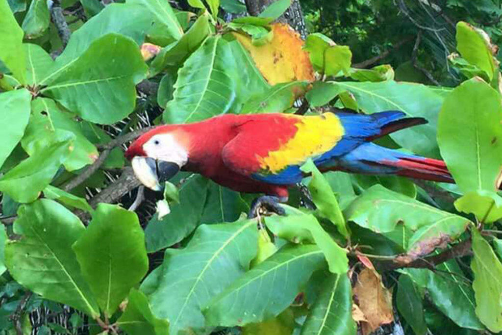 Curú Wildlife Refuge: Guided Walking Tour